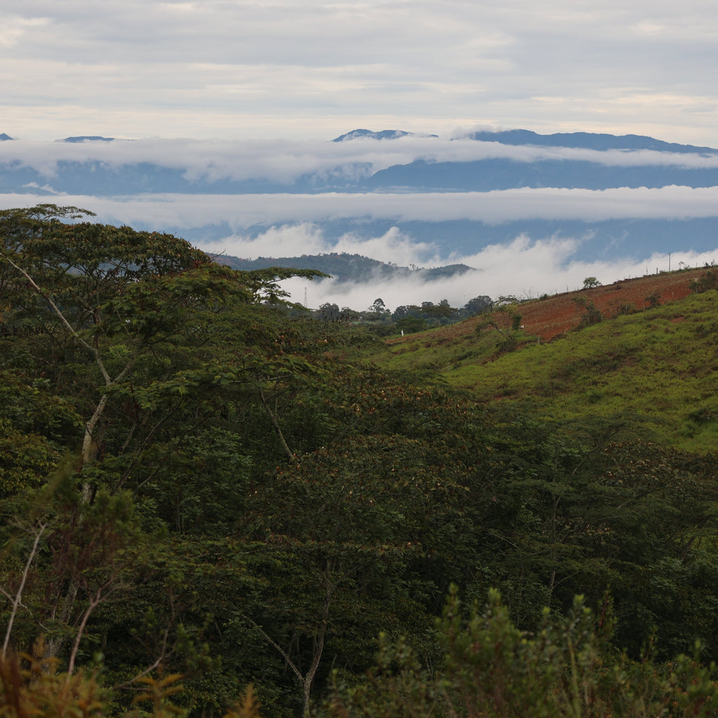 Rwanda We Love Coffee