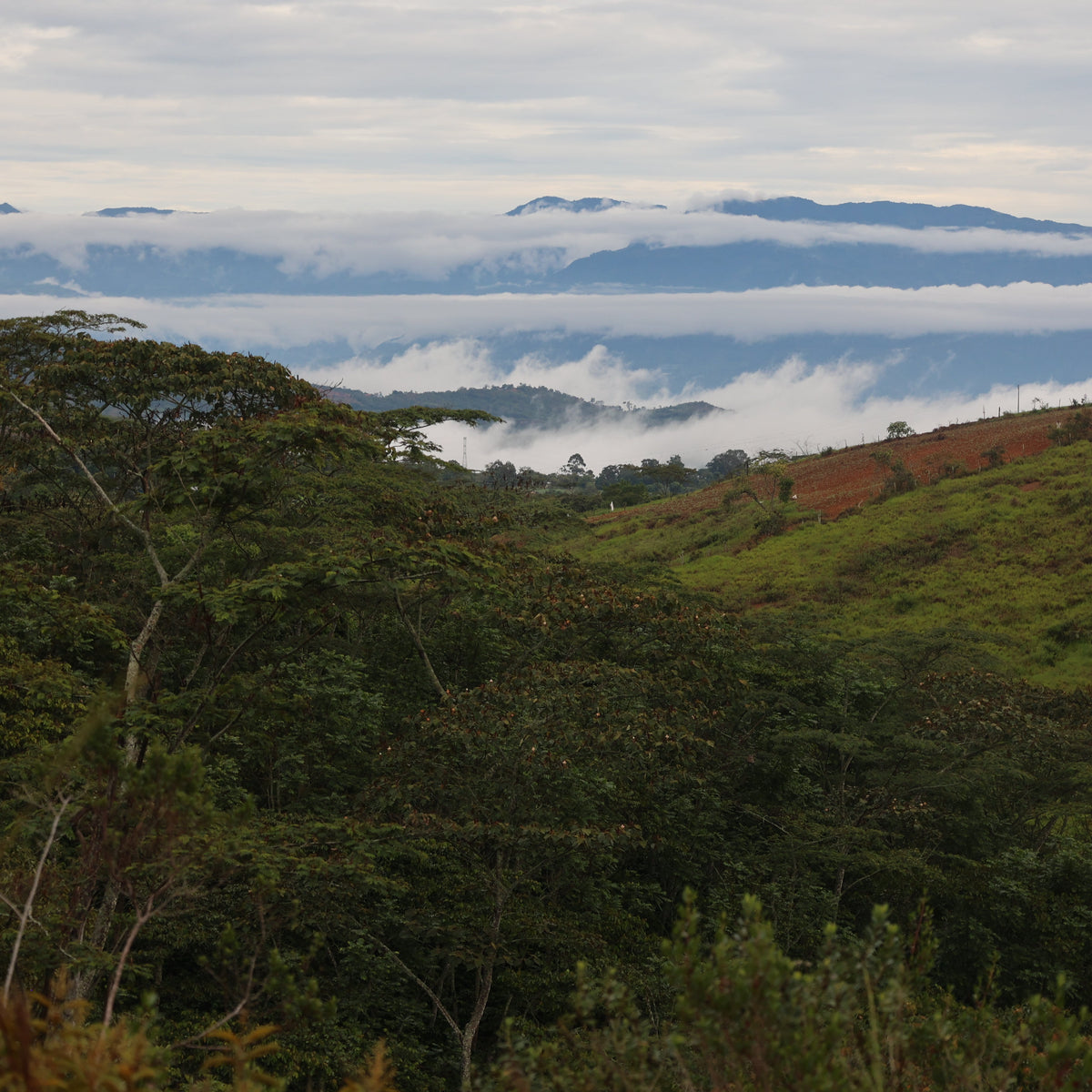 Rwanda We Love Coffee