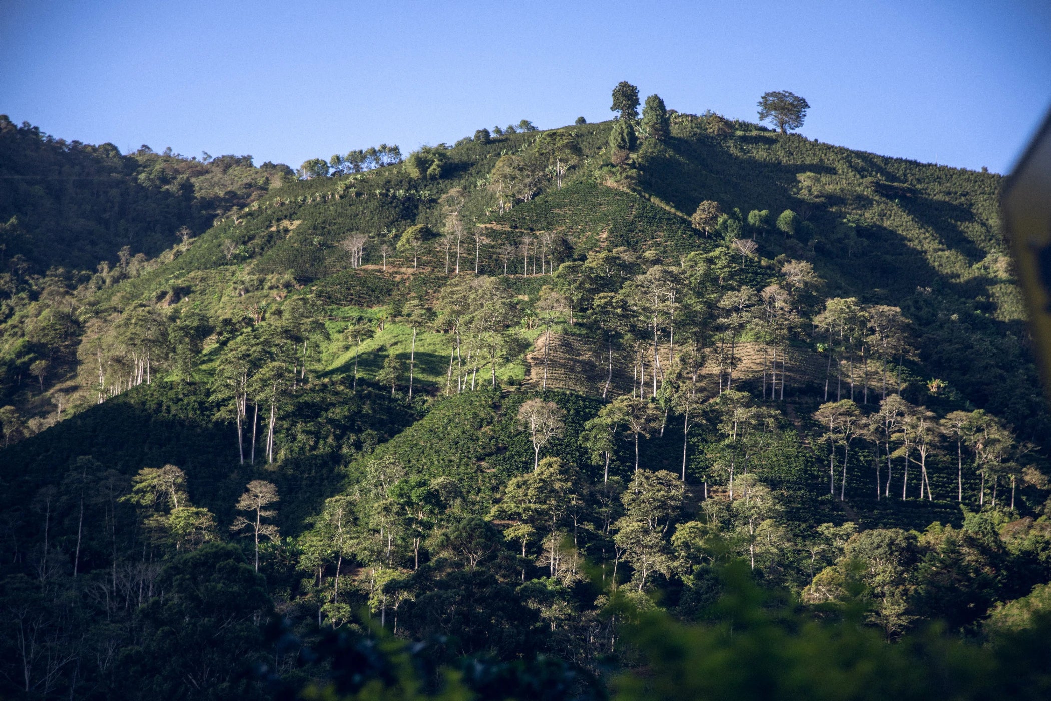 El Diamante Farm in Aipe, Huila
