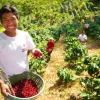 Finca Nuevo México - Afbeelding 3