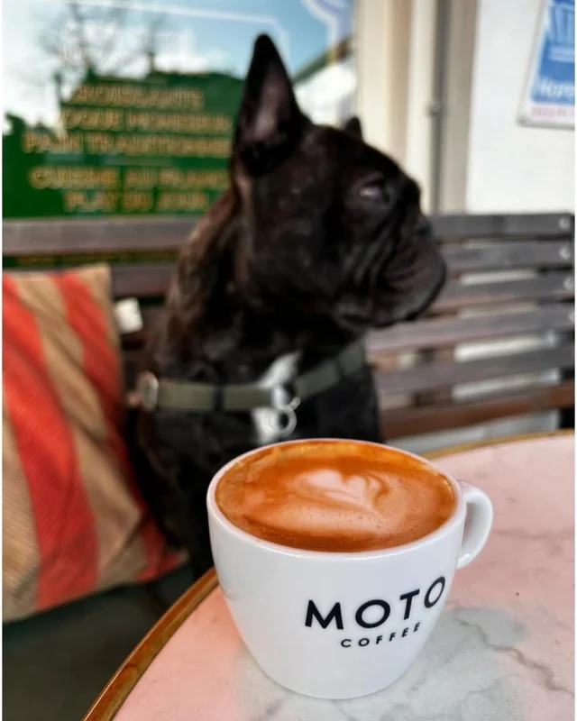 Hi Friends, Sjef would like to tell you can enjoy Moto coffee @monsieur.rouge! A very cosy petite brasserie by the water in the heart of Haarlem. 

Expect French vibes, good food and warm service. Sit by the Spaarne, soak up the sun and enjoy the view. 

Sjef can’t wait to welcome you! 🐶 

#monsieurrouge #spaarne #haarlem #partner #coffee #petitdejuner #frans #frenchbulldog #french #koffie #espresso #croissant #bistro #brasserie #horeca #motomoments #coffeelover #uiteten #lunch #dinner #organiccoffee #specialtycoffee #goodconciousallorganic